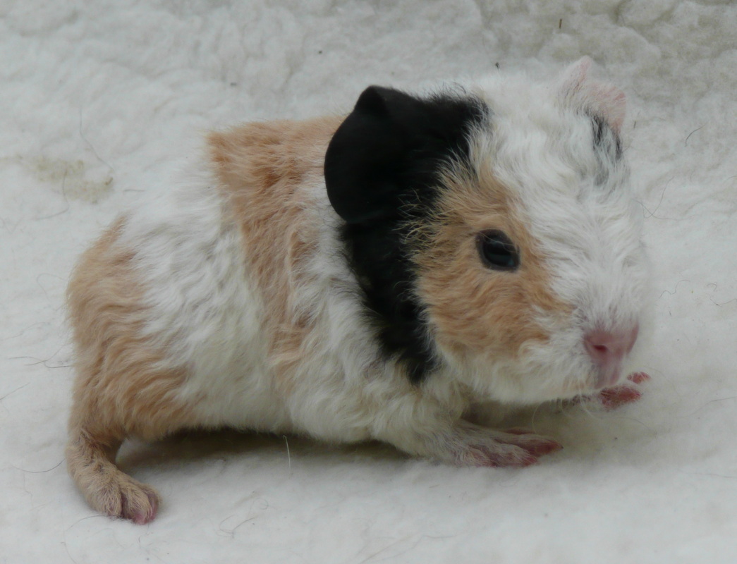 teddy guinea pig